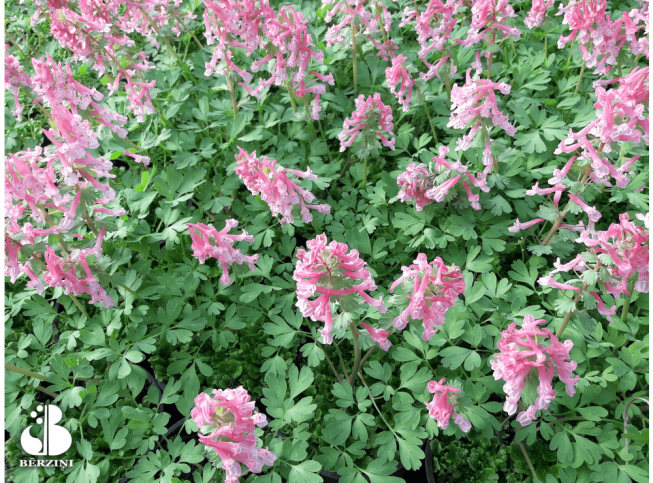 Corydalis solida ssp. solida   'Beth Evans'